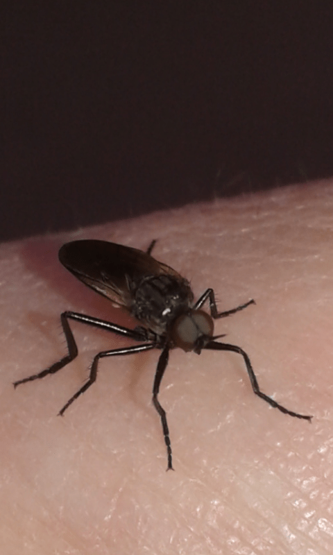 Empididae sp.